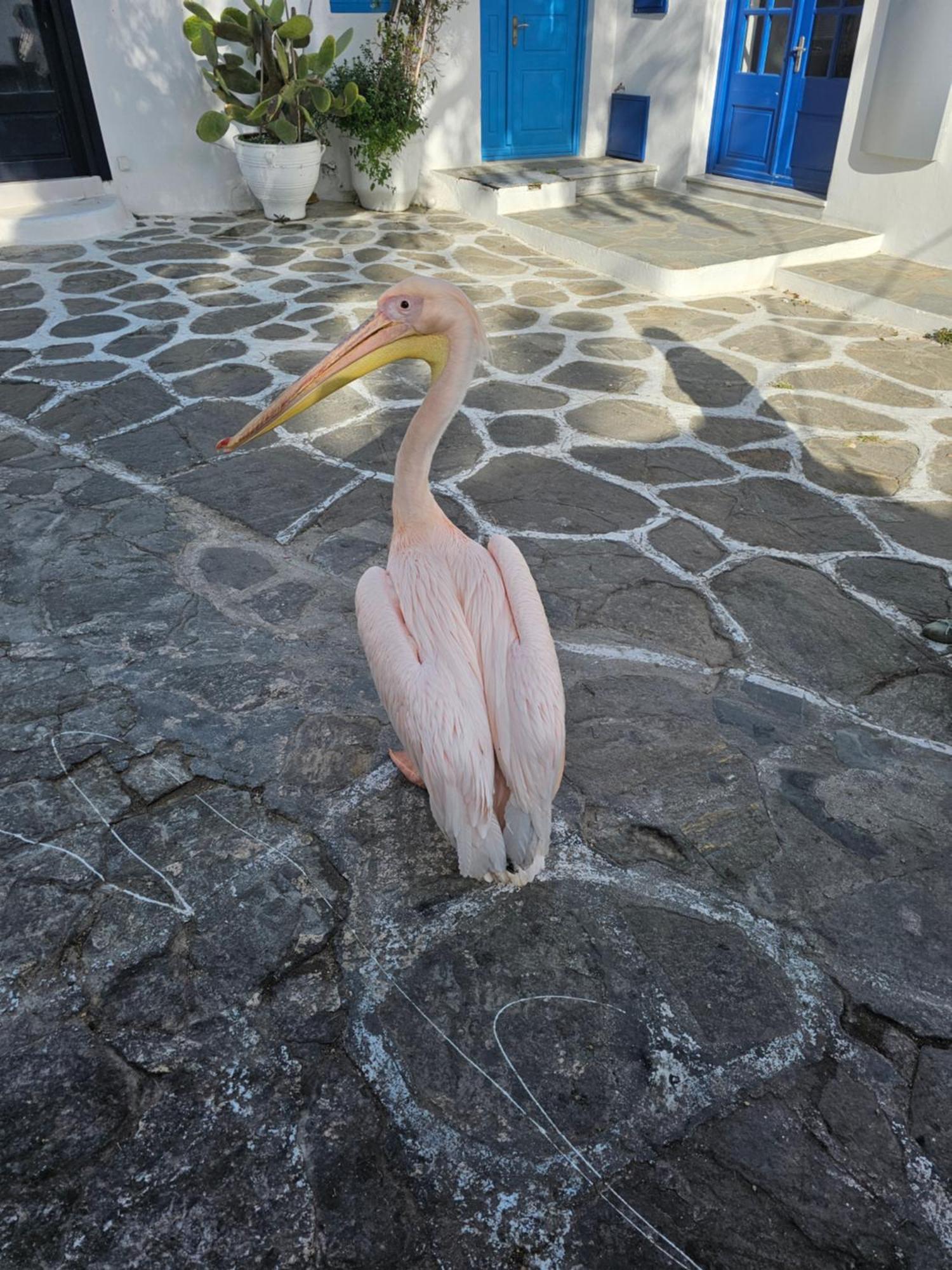 Mykonos Town Can-Can מראה חיצוני תמונה